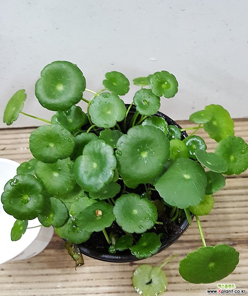 워터코인소수경수생 수반유리