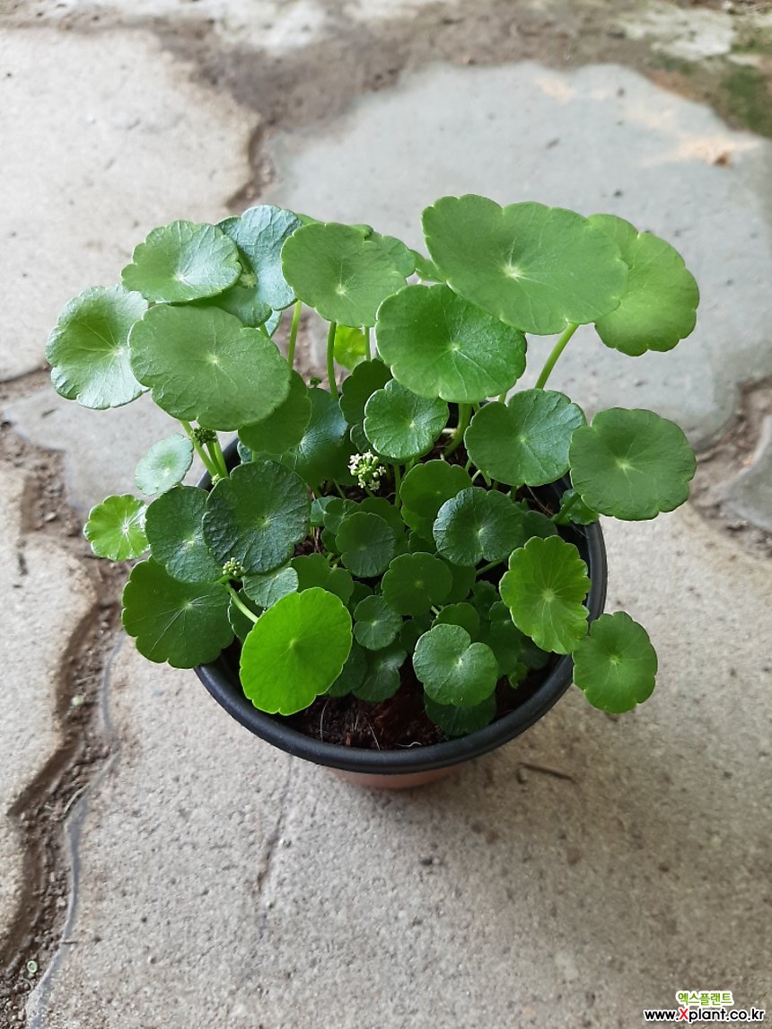 워터코인 : 관엽식물 - 엑스플랜트