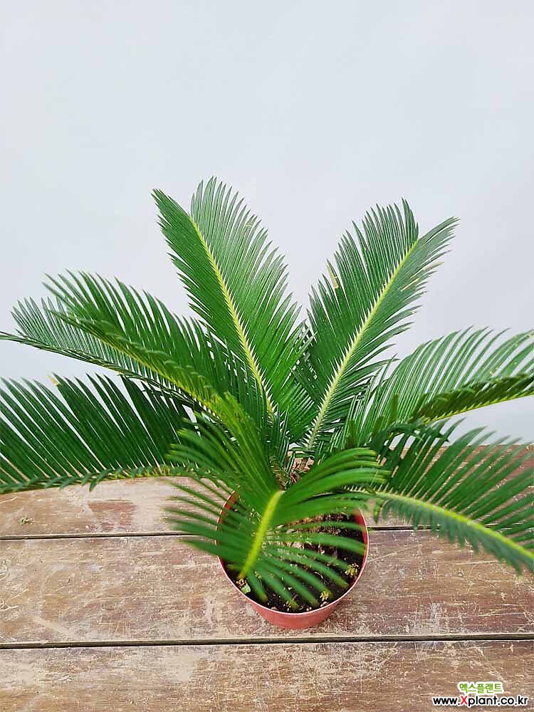 꽃과나무 ] 소철나무 / 관엽 / 목본류 / 열대식물 / 이색식물 / 최저10도 / 동남아시아 : 다육식물 - 엑스플랜트
