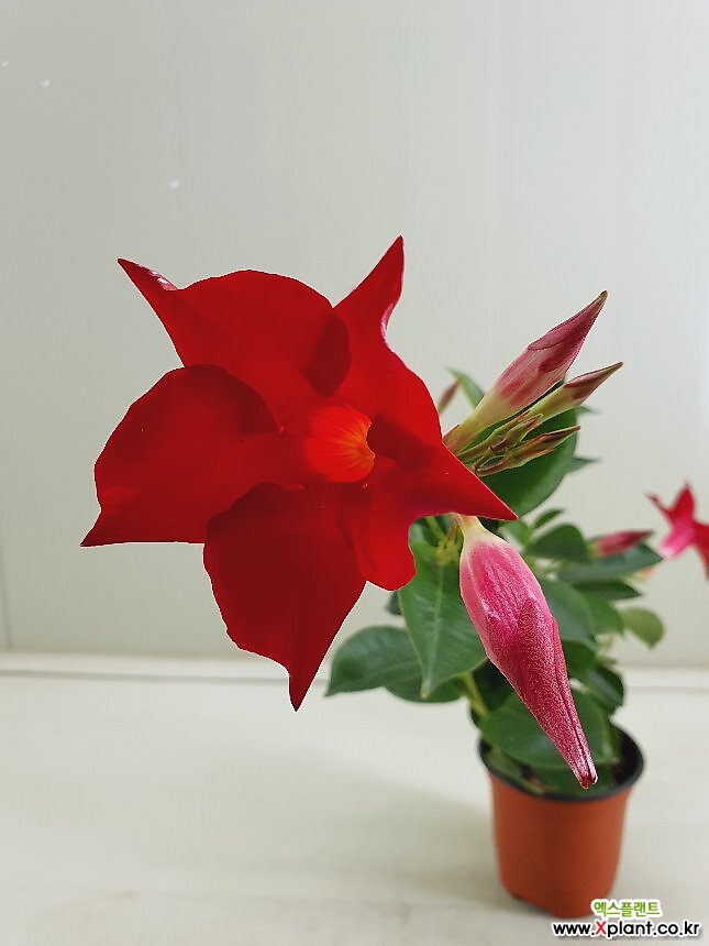 만데빌라 빨강꽃