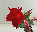 호접란 아마스위트그린 3꽃대