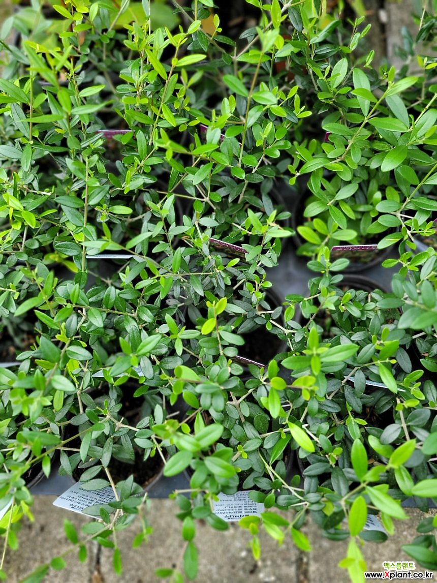 올리브나무 소품 반려식물 10-25cm 45