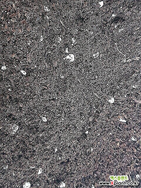 파미상토-지렁이흙 대포장
