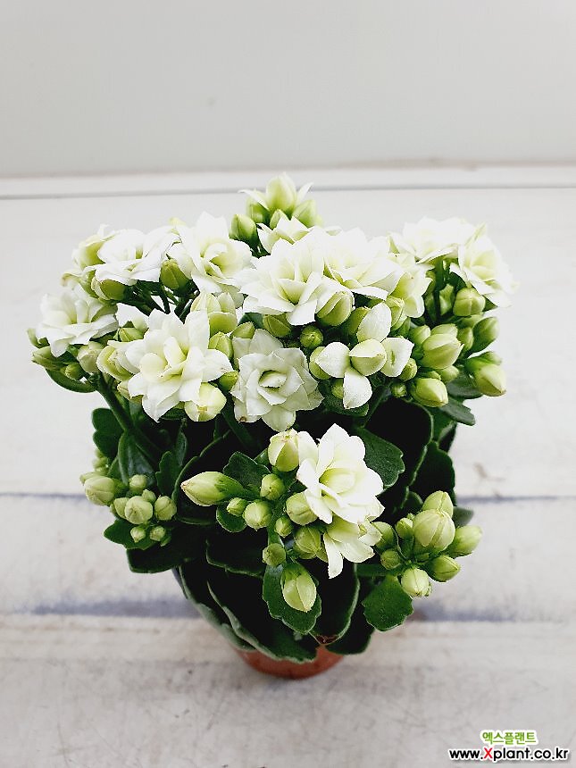 퀸로즈칼란디바 흰꽃