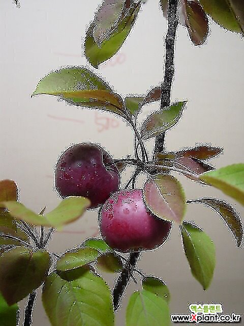흑사과 8-메이폴사과-열매무조건달림-동일품배송