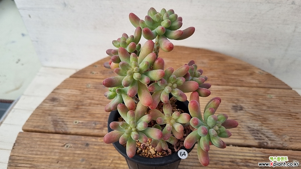 乙女心 多肉植物