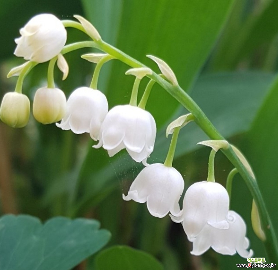 스노우플레이크-은방울수선화 Wild Flower - Xplant