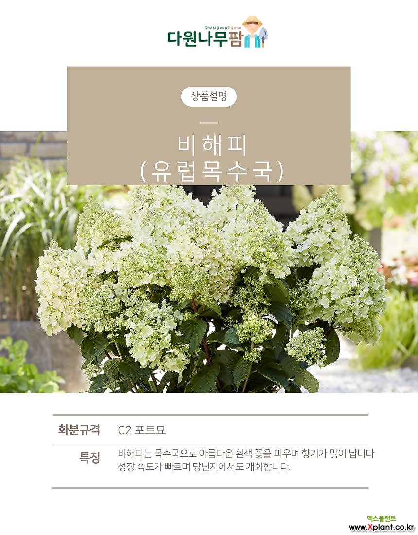 비해피 - 유럽목수국 C2 포트묘 ( 목수국 / 수국 / 향수국 / 묘목 ) : 꽃나무 묘목 - 엑스플랜트
