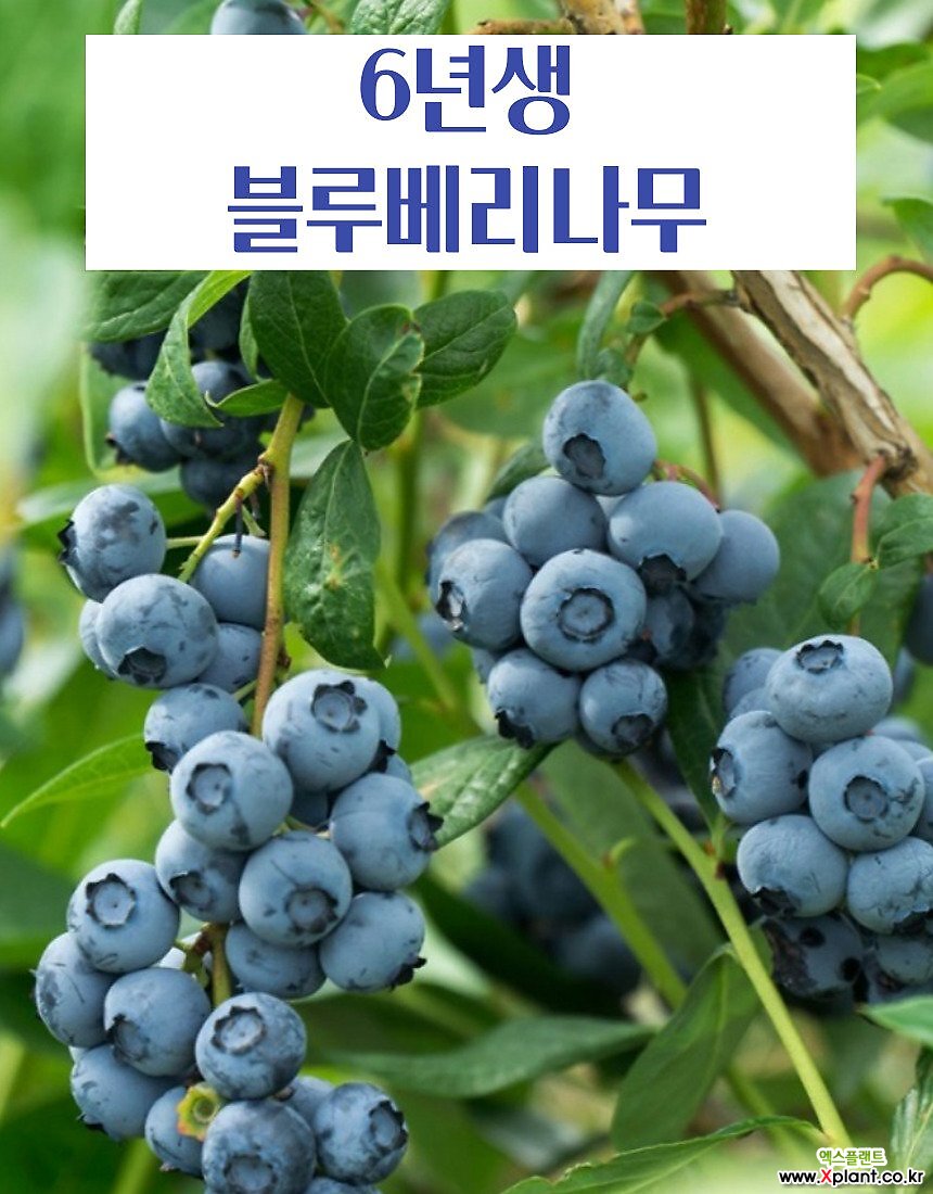 푸른묘목농원 6년생 블루베리나무 - Xplant