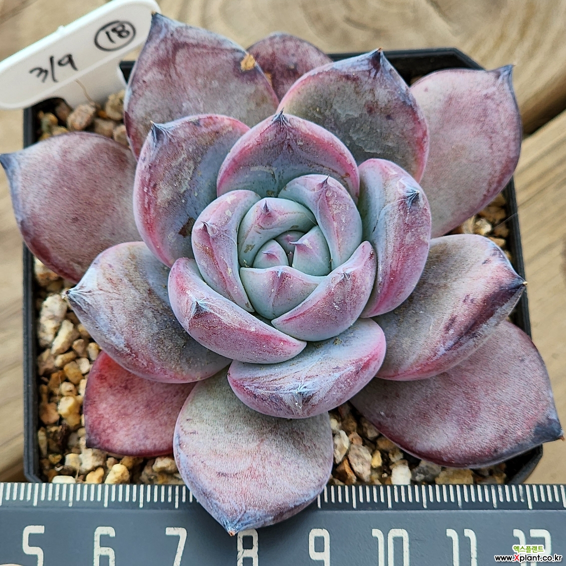 echeveria ブルゾン Echeveria Black Sabbath Succulents - Xplant