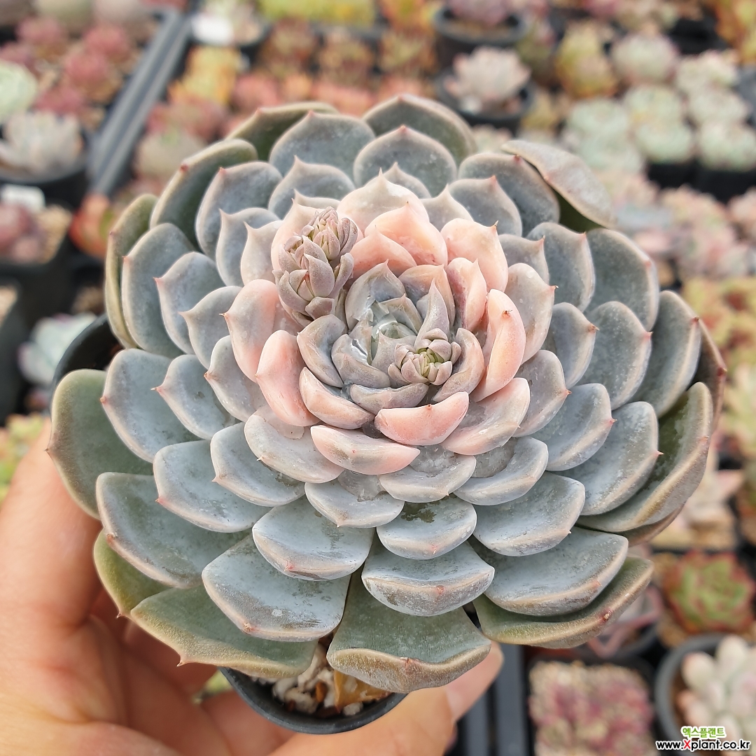 玛莉贝尔(1270) (1270) 多肉植物- Xplant