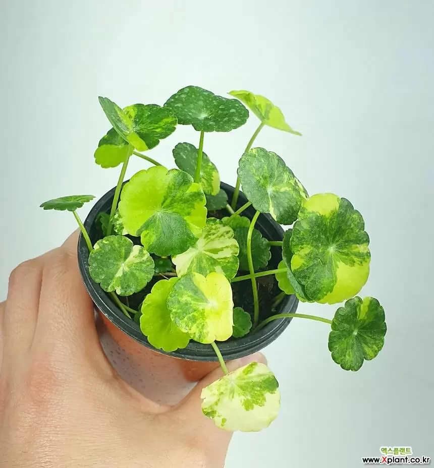 무늬워터코인 희귀식물 공기정화식물 한빛농원 : 공기정화식물 - 엑스플랜트