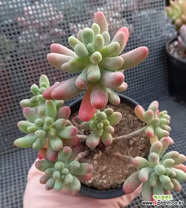 乙女心33 多肉植物