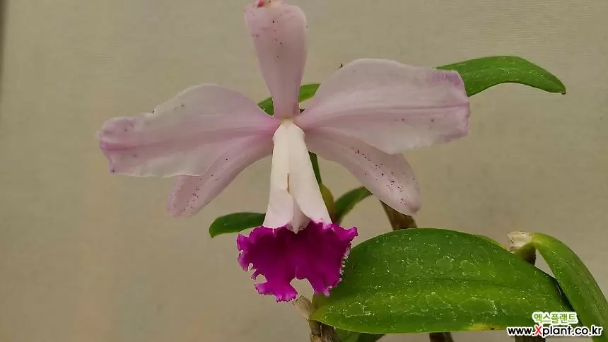 Cattleya . .. カトレア - Xplant