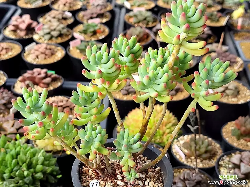 乙女心 多肉植物