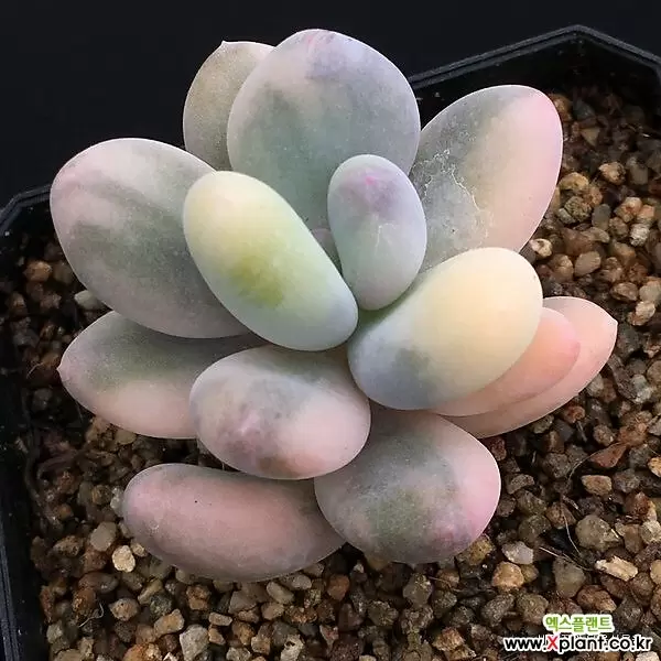 桃美人金 多肉植物 錦 - Xplant