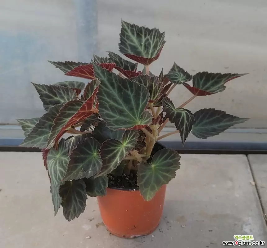 Begonia - xplant