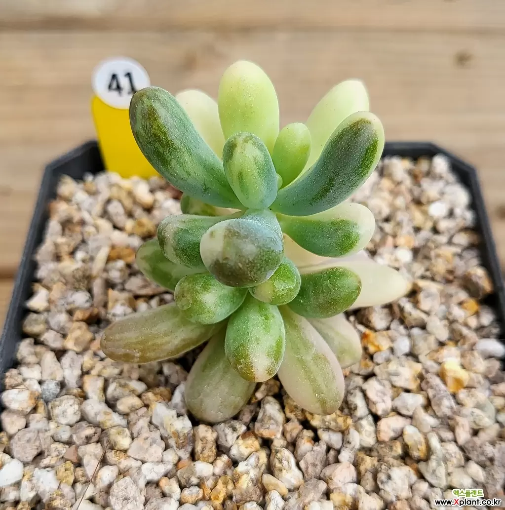 乙女心金 多肉植物