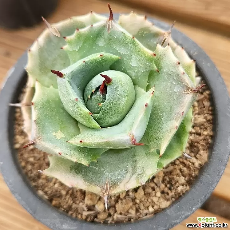 Agave potatorum Ouhi Raijin f. variegata (1877) Succulents - Xplant