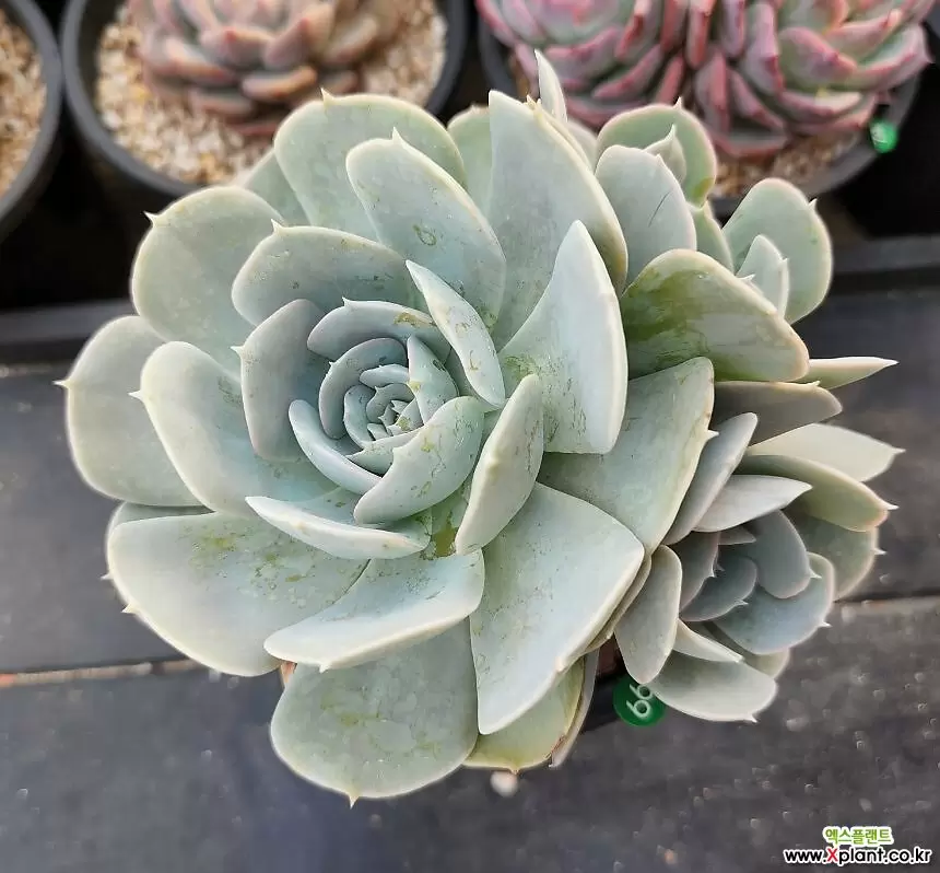 199 鲁氏石莲多肉植物