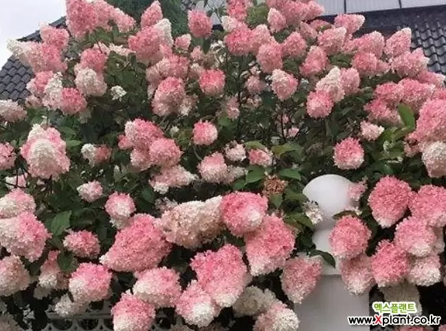 유럽목수국 바닐라프레이즈 / 청키한 원추형 큰꽃 / 월동수국