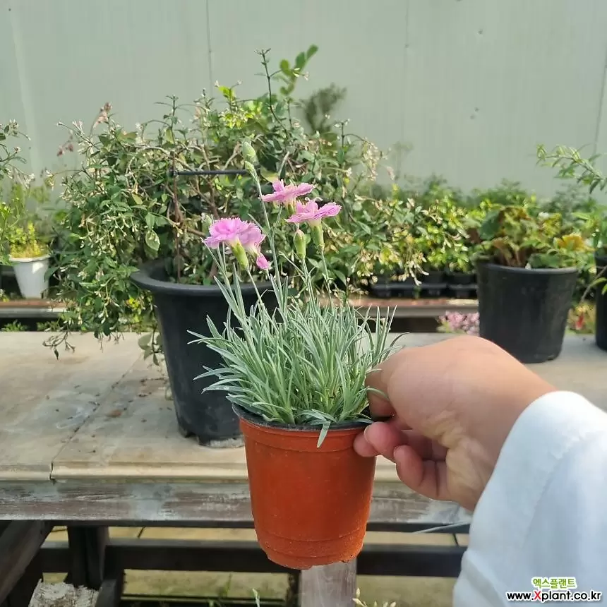 Dianthus chinensis 空気浄化植物 - xplant