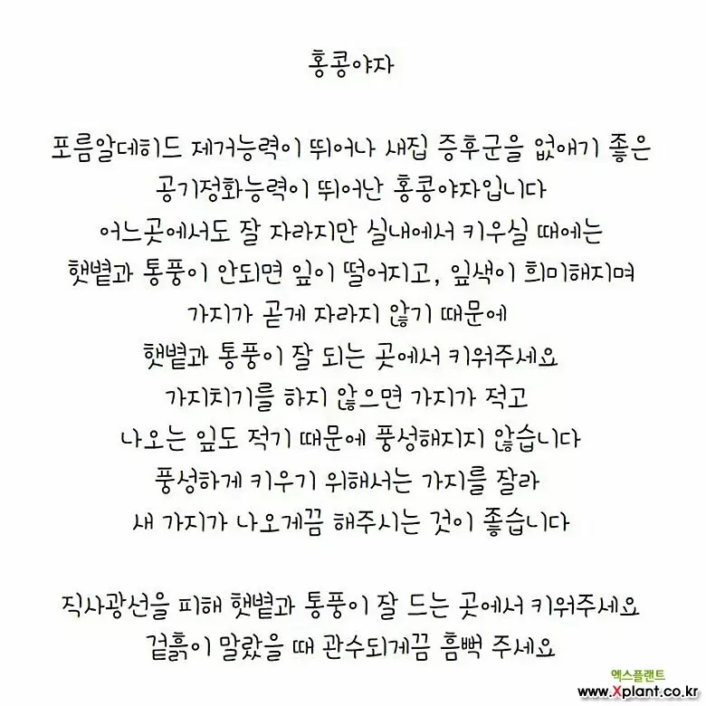 홍콩야자 대품 [하늘꽃농원] : 공기정화식물 - 엑스플랜트