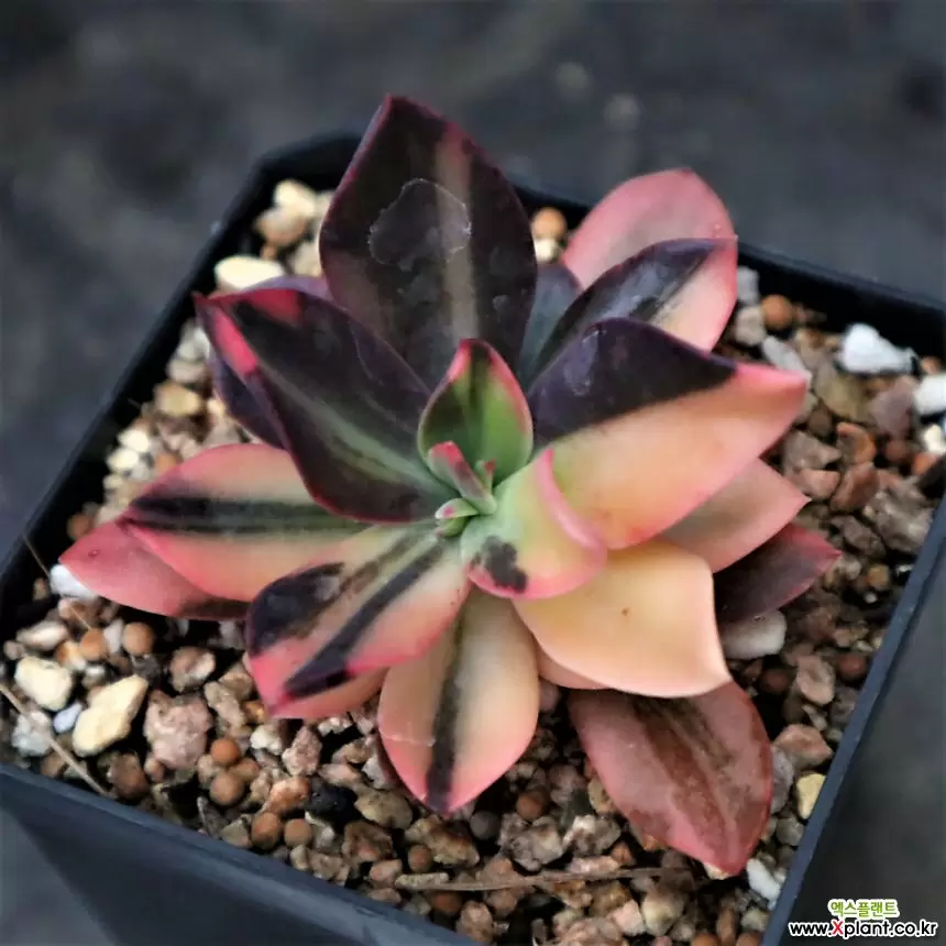 花筏金 多肉植物