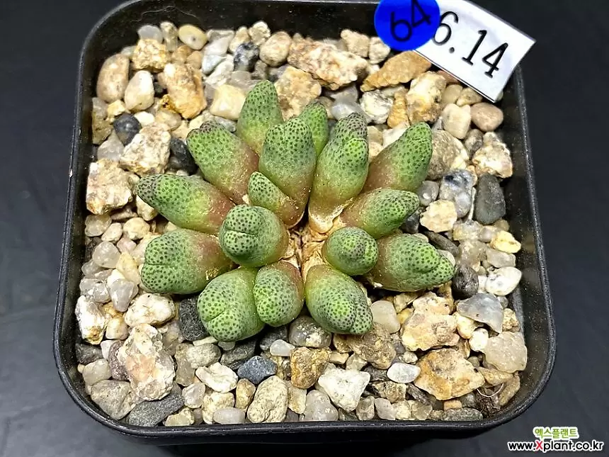 Plant- Conophytum outlet marginatum ARM955D