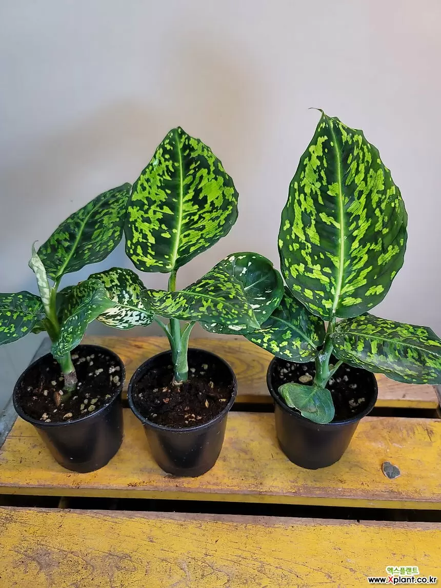 디펜바키아 리플렉타(수입식물) 재입고 : 공기정화식물 - 엑스플랜트