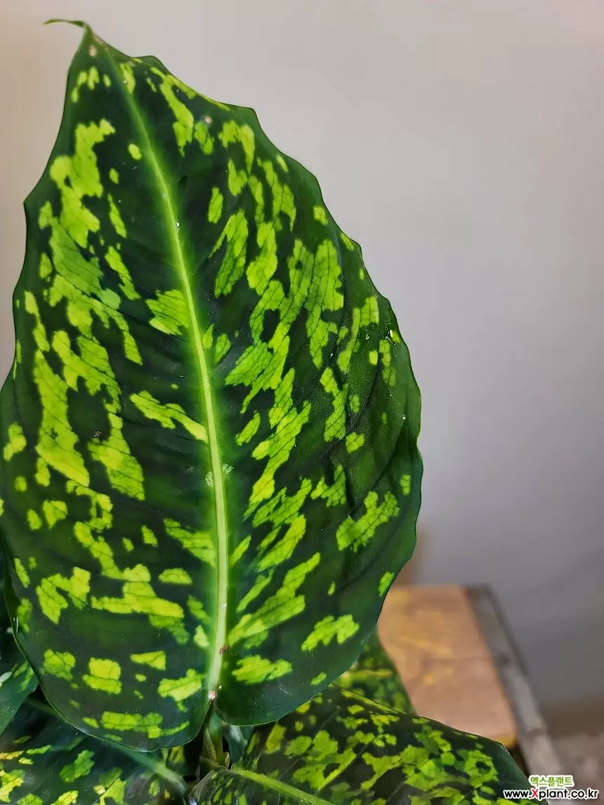 디펜바키아 리플렉타(수입식물) 재입고 : 공기정화식물 - 엑스플랜트
