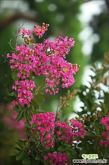 배롱나무 3번-백일홍-여름에 백일동안피는 꽃-동일품배송