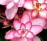 유럽목수국 바닐라프레이즈 / 청키한 원추형 큰꽃 / 월동수국