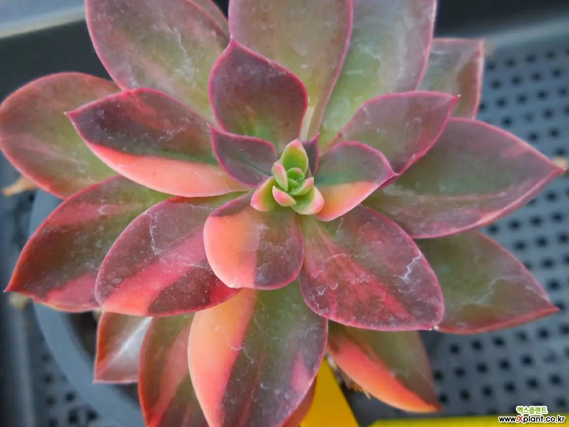 花筏金793 多肉植物