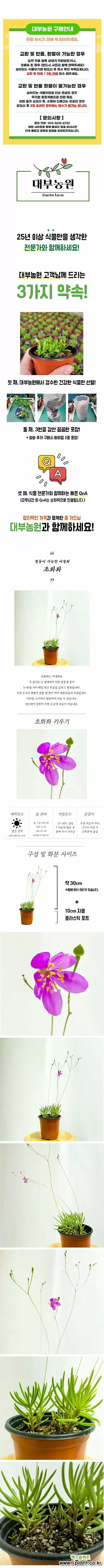 초화화 대부농원 / 야생화 꽃