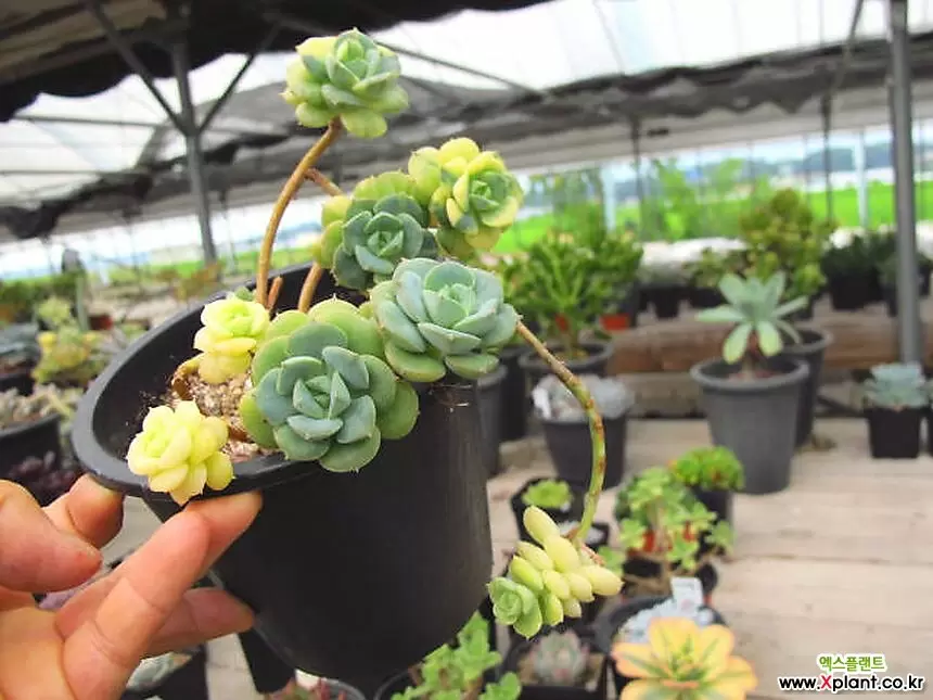 Echeveria nicksana 02321 Variegated - Xplant