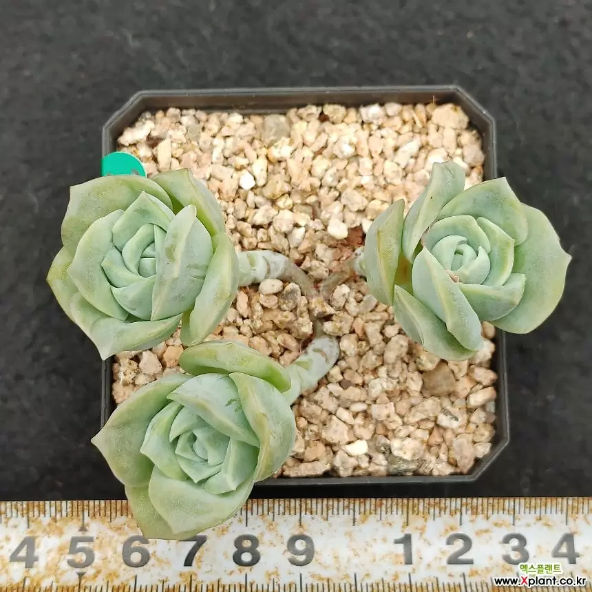 432可爱玫瑰432 多肉植物- Xplant