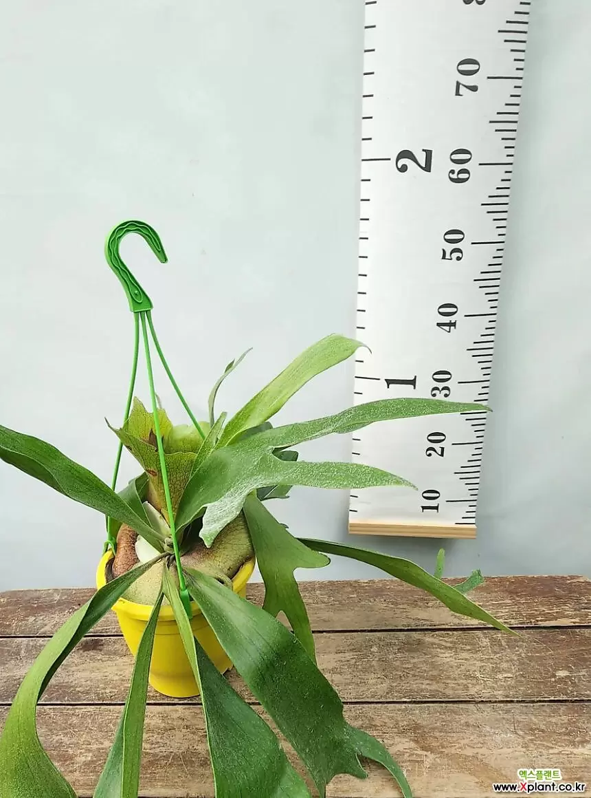 꽃과나무 ] 박쥐란 / 플라티케리움 / 최저온도 13도 / 호주 : 공기정화식물 - 엑스플랜트