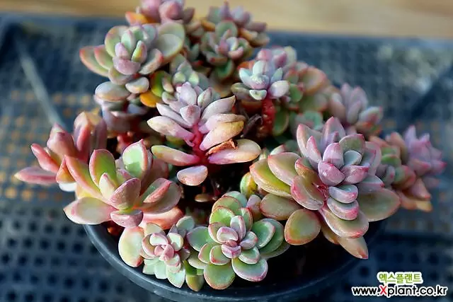 多肉植物 紫ピンク グラデーション 花芽付き*6 農園直売 多肉植物 寄せ植え パープルディライト覆輪錦（単