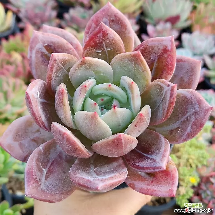 Echeveria Baekya (White Night) (906) Succulents - Xplant