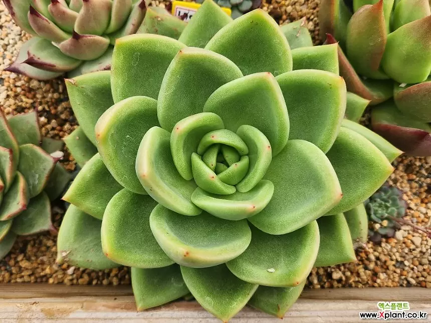 多肉植物⭐︎中里リンゼアナ（カキコ） 中里リンゼアナの栽培方法を聴いてきた！ | コキリノSucculents Life