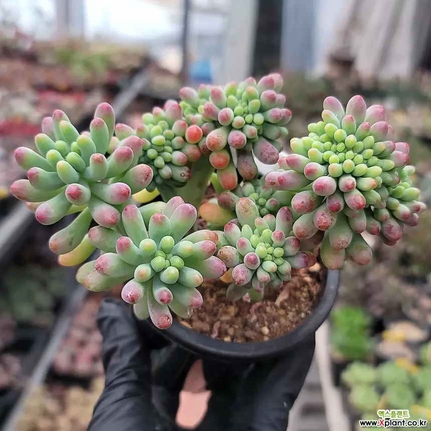 乙女心錦綴化入り多肉植物セダム