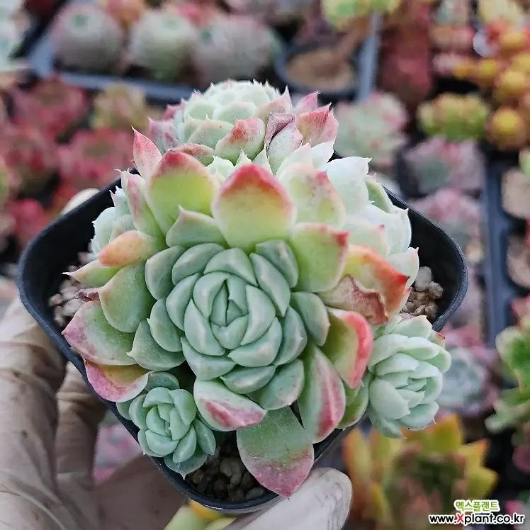 Echeveria Primera 1701 多肉植物 Xplant