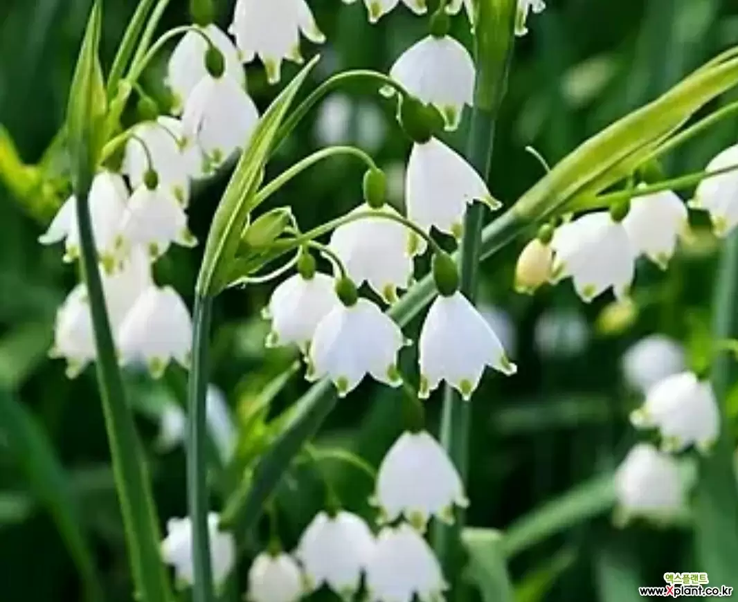 스노우플레이크 : 야생화 - 엑스플랜트