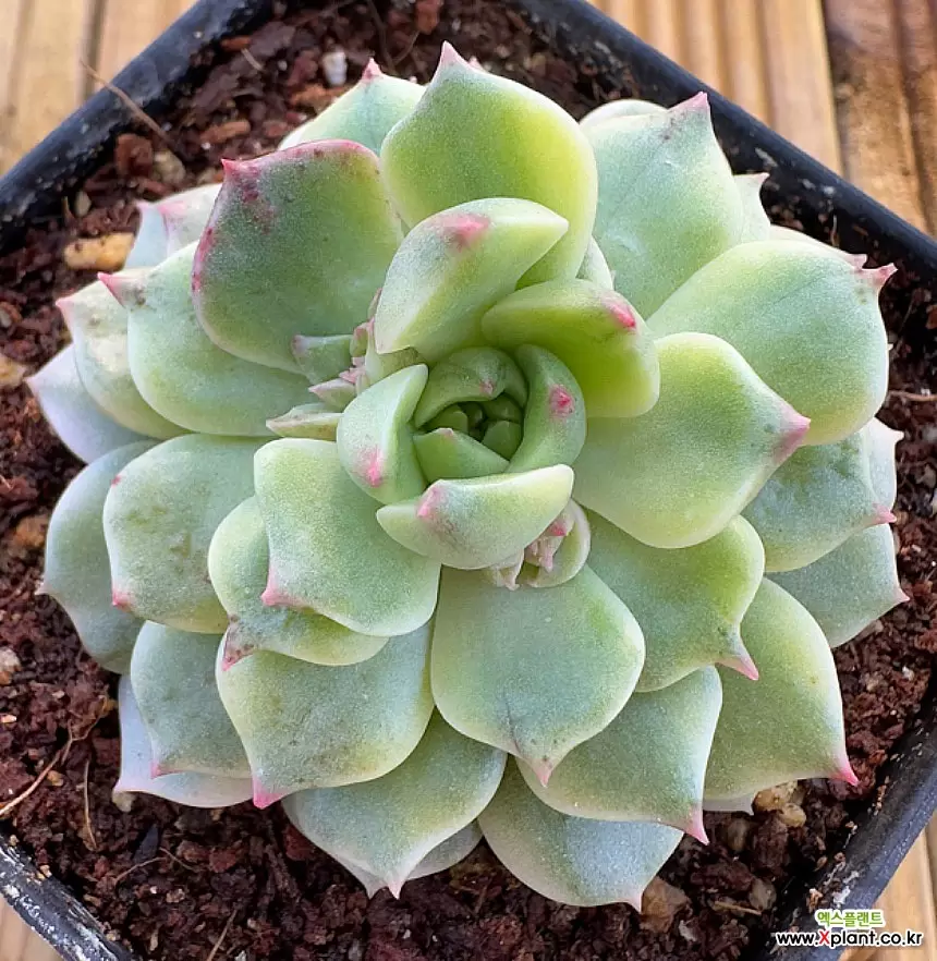 時間指定不可】 ミニマx x Echeveria 'Champagne' econet.bi