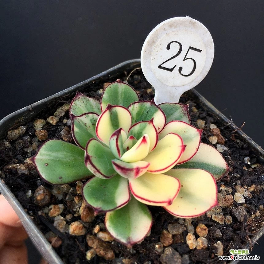 Echeveria cv Joan Daniel Variegated - Xplant
