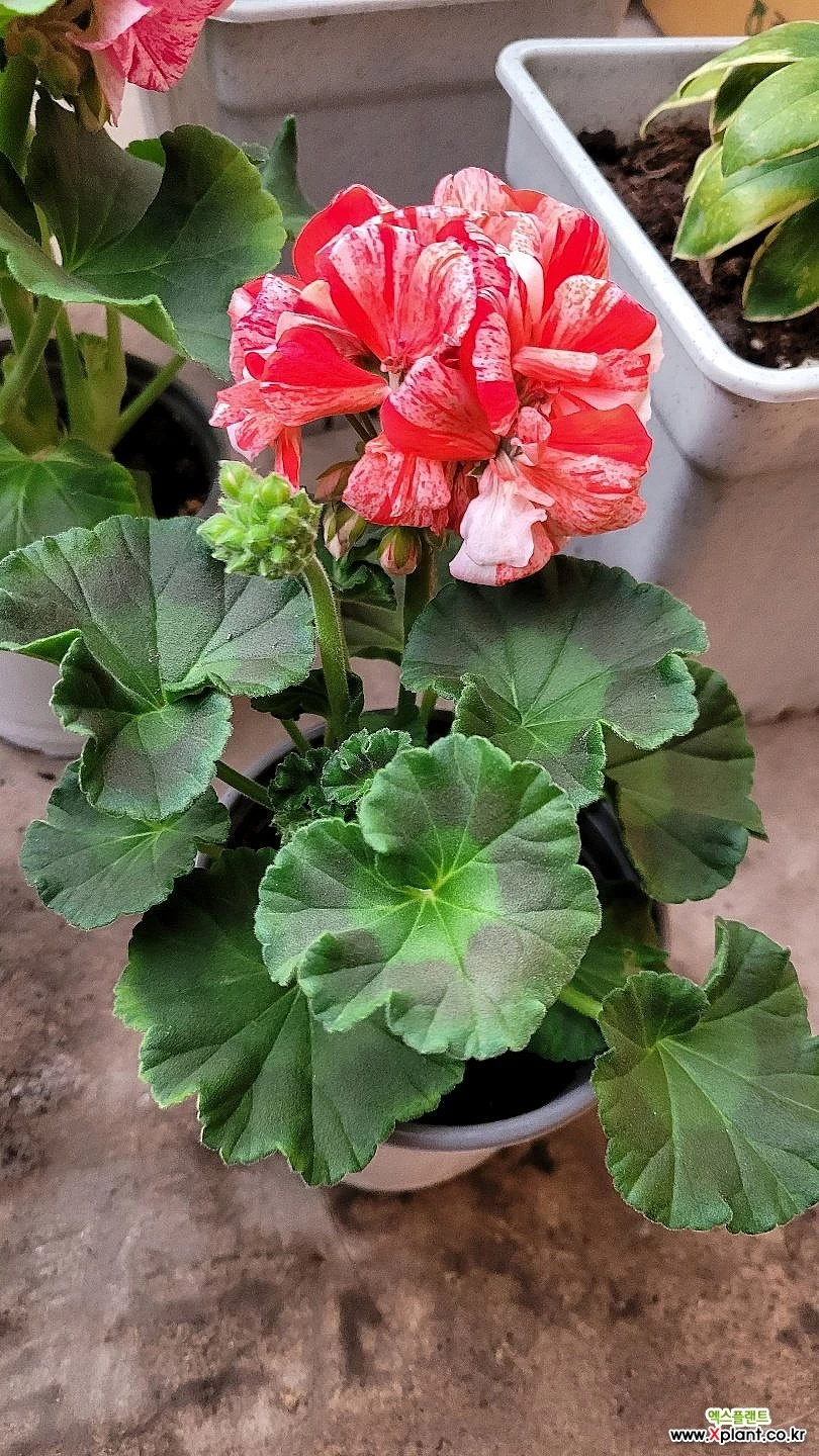 페라고늄 플리플락 3개묶음 신종 : 공기정화식물 - 엑스플랜트