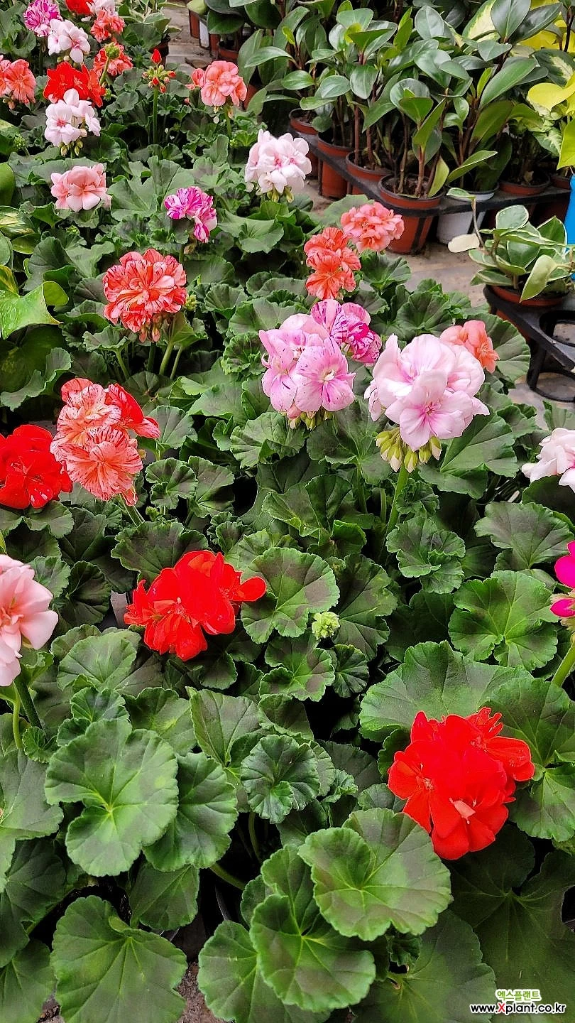 페라고늄 플리플락 3개묶음 신종 : 공기정화식물 - 엑스플랜트