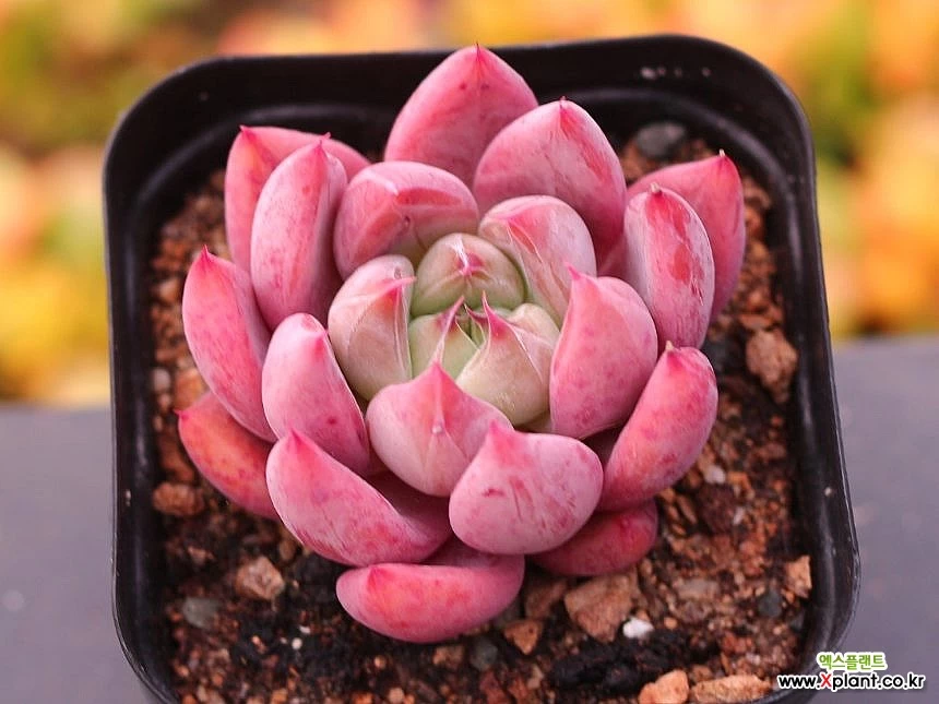 多肉植物　Echeveria Pretty in Pink錦