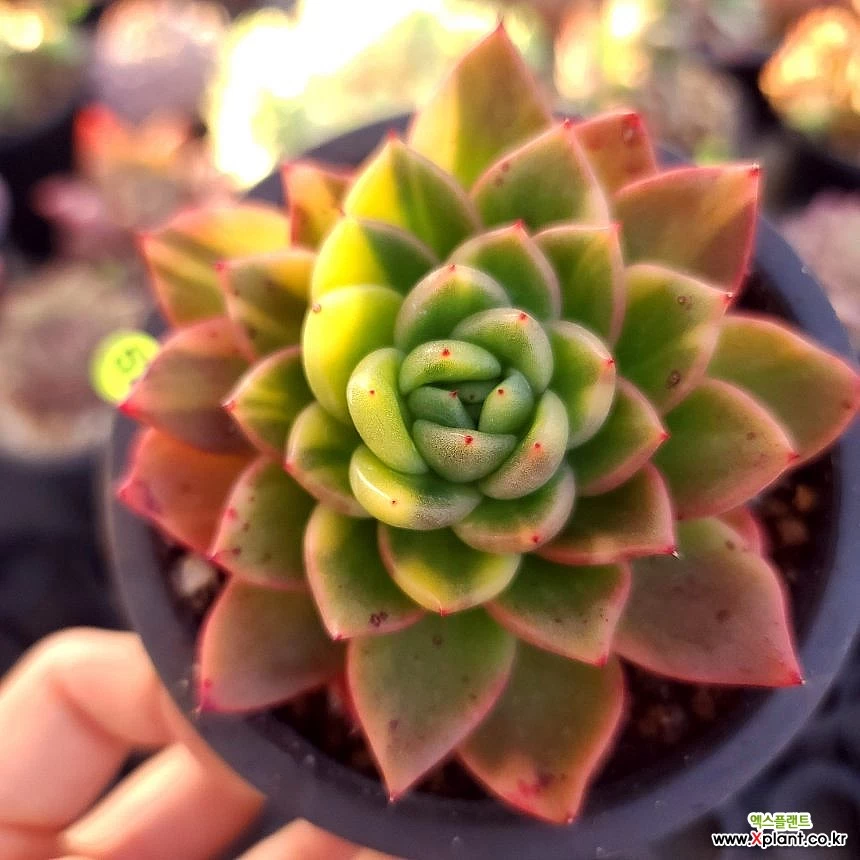 Graptoveria fashion Gilva variegated crest